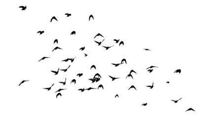 a flock of birds flying off. black and white vector illustration