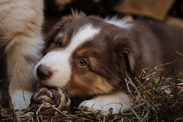 Thoroughbred young dog outside in dry grass. Portrait of charming Australian Shepherd puppy against background of chopped logs in village. Aussie red tricolor is small and cute lying in hay.