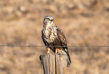 Rough-legged Hawk
