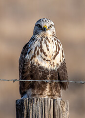 Rough-legged Hawk