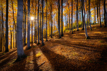 Autumn sunny beech forest