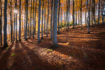 Autumn sunny beech forest