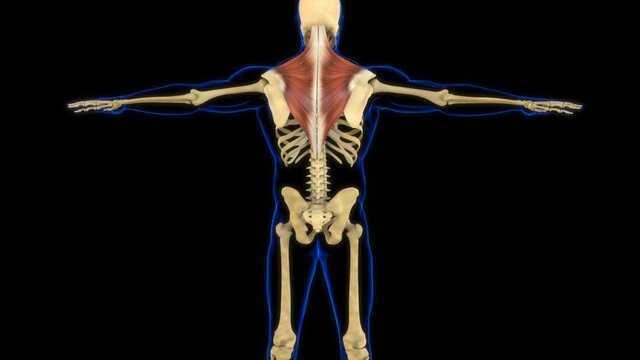 Trapezius Muscle Anatomy For Medical Concept 3D Animation
