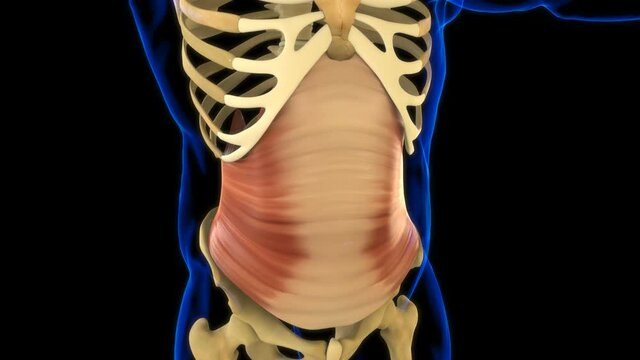 Transversus Abdominis Muscle Anatomy For Medical Concept 3D Animation