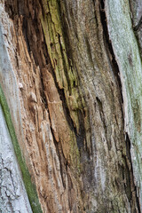 Dry old texture of a wrecked tree trunk for background
