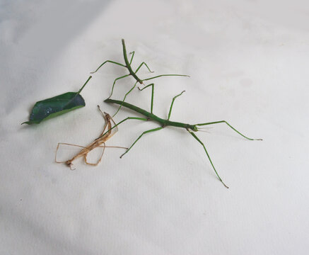 Stick insects on a light background abd skin after molting. Candid.