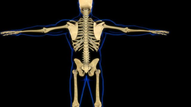 Supraspinatus Muscle Anatomy For Medical Concept 3D