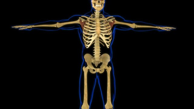 Subscapularis Muscle Anatomy For Medical Concept 3D  animation