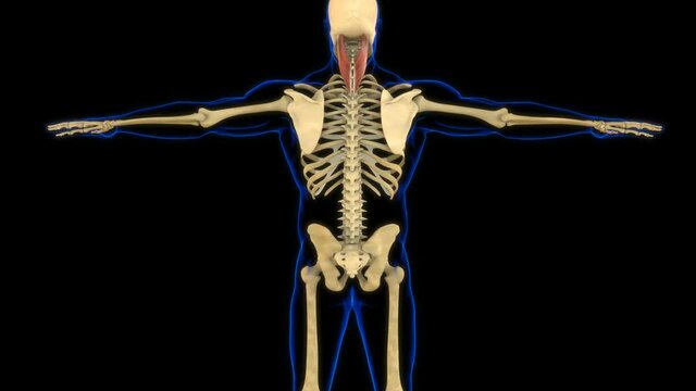 Splenius Capitus Muscle Anatomy For Medical Concept 3D amination