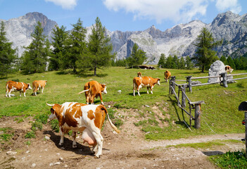 cows grazing in the alpine valley surrounded by the Austrian Alps of the Schladming-Dachstein...