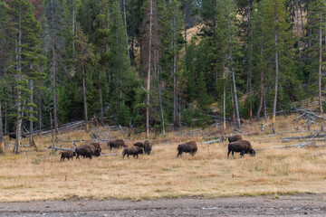A buffalo herd grazing in the Yellowstone National Park