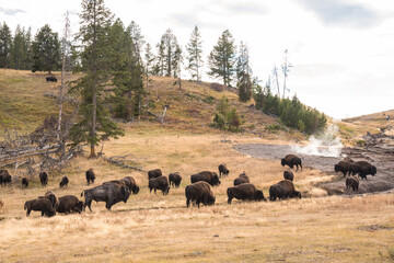 A buffalo herd grazing in the Yellowstone National Park