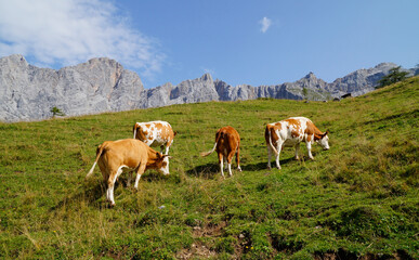 Fototapeta na wymiar cows grazing in the Austrian Alps of the Dachstein region (Styria in Austria) 