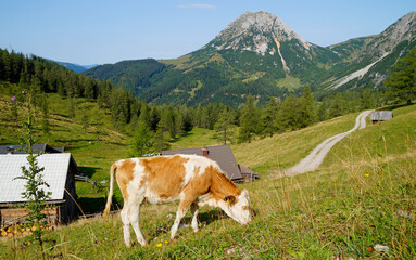 Fototapeta na wymiar a cow grazing on the alpine meadows of the Steiermark or Styria region with Dachstein mountain in the background (Neustatt valley, Styria or Steiermark in the Austrian Alps)