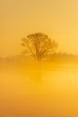 Fototapeta na wymiar Misty morning in a sunny winter forest