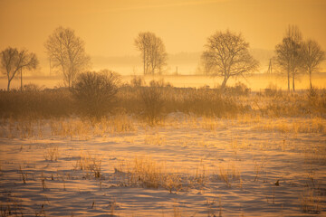 Misty morning in a sunny winter forest