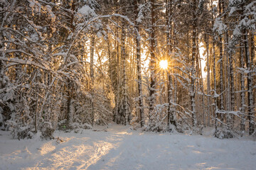 Misty morning in a sunny winter forest