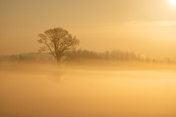 Fototapeta na wymiar Misty morning in a sunny winter forest