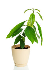 Avocado plant grown in a pot at home
