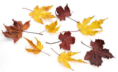 Collection of autumn leaves on white background