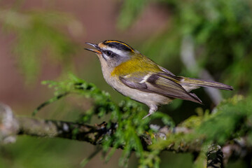 Sommergoldhähnchen (Regulus ignicapillus)