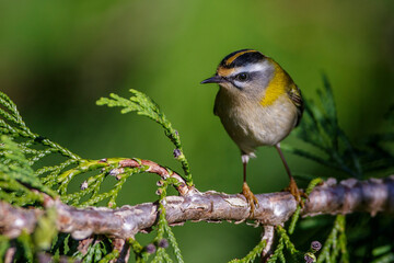 Sommergoldhähnchen (Regulus ignicapillus)