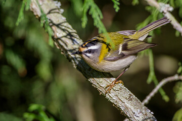 Sommergoldhähnchen (Regulus ignicapillus)