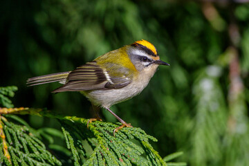 Sommergoldhähnchen (Regulus ignicapillus)