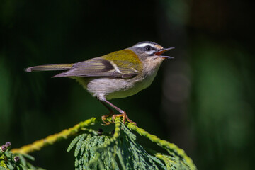 Sommergoldhähnchen (Regulus ignicapillus)