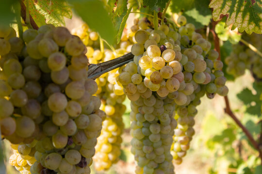 Arneis grapes on vine