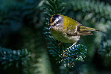Sommergoldhähnchen (Regulus ignicapillus)