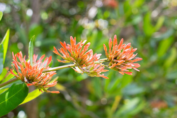 Orange Tarwood Tree, indigenous to South Africa