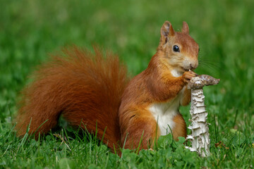 Eichhörnchen (Sciurus vulgaris) frisst Pilz