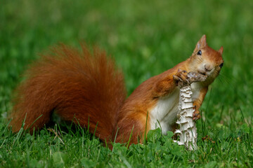 Eichhörnchen (Sciurus vulgaris) frisst Pilz © Rolf Müller