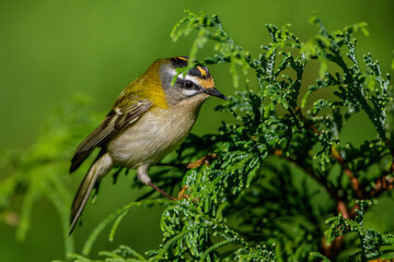 Sommergoldhähnchen (Regulus ignicapillus)