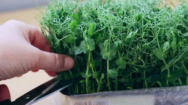 Microgreen peas. Green bushes sprout. Ecology healthy organic food. Local farmer legume. Edible macrobiotic. People at kitchen. Cut plant by scissors