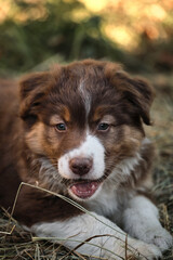Kennel of Australian shepherds. Aussie puppy red tricolor with intelligent brown eyes and thin white stripe on head lying in dry grass and gnawing meat with young sharp teeth.