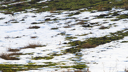 Melting snow in the garden, in the field during the spring thaw. Withered grass looks out from under the melted snow