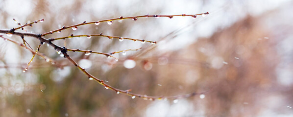 Raindrops on a bare branch in the spring during the melting snow