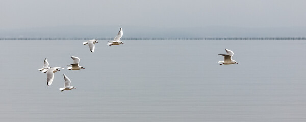 Seagull flying in Brittany, Black-headed gull, Larus ridibundus, in winter
