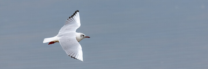 Seagull flying in Brittany, Black-headed gull, Larus ridibundus, in winter
