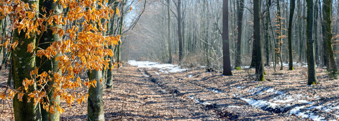 Spring forest on a sunny day during snowmelt