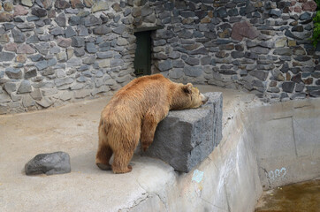 brown bear in zoo