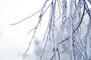 Frost-covered birch branches on a light background