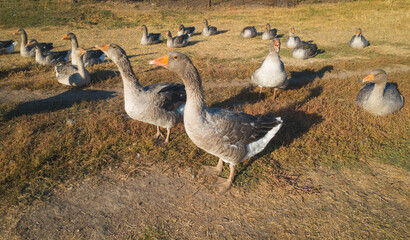 Geese group on farm yard lawn