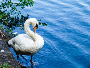 身繕いをする一羽の白鳥