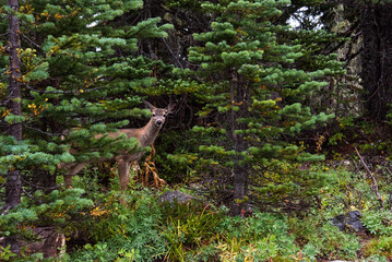 A deer looking nosy into the camera in the forest of Mt Rainier