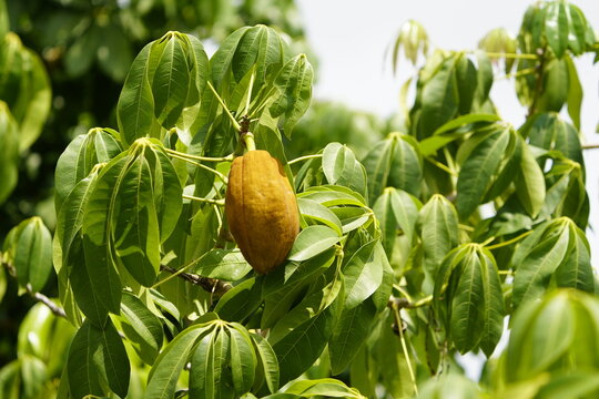 Pachira aquatica is a tropical wetland tree of the mallow family Malvaceae. Amazonas, Brazil