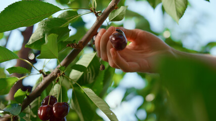 Hand of farmer collecting red berry on plantation closeup. Agri business concept
