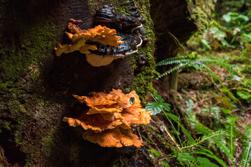 Rainforest at Mount Rainier National Park